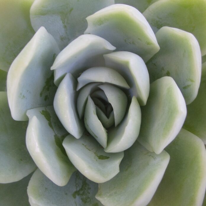 Succulents Within Average Home Gardens succulents