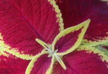 Colorful Foliage Regardless Of Bloom colorful foliage