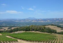 Rep. Omar-Husband’s Winery Shutsdown Amidst Fraud Allegations