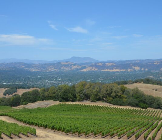 Rep. Omar-Husband’s Winery Shutsdown Amidst Fraud Allegations