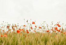 “Hoppers” Inspires St. Thomas More Catholic School Students