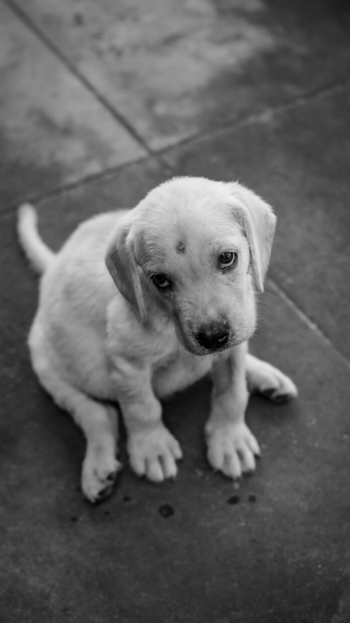 Unhoused Woman Charged With Suspicion Of Animal Cruelty