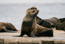 Pier 39 Crowds Love Chonkers