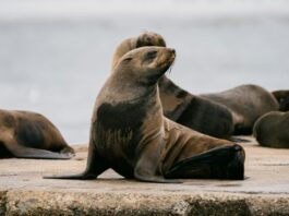Pier 39 Crowds Love Chonkers