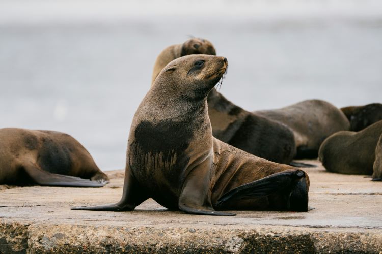 Pier 39 Crowds Love Chonkers
