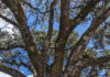 Trees Should Fit Their Gardens trees