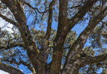 Trees Should Fit Their Gardens trees