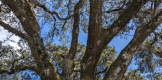 Trees Should Fit Their Gardens trees