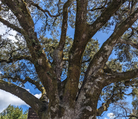 Trees Should Fit Their Gardens trees