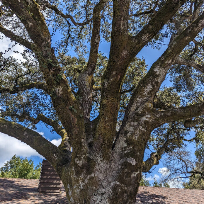 Trees Should Fit Their Gardens trees