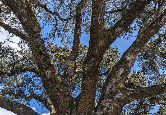 Trees Should Fit Their Gardens trees