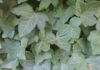 Vines Are Naturally Very Competitive vines