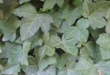 Vines Are Naturally Very Competitive vines