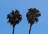 Utilities Limit Appropriate Tree Selection utilities