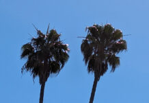 Utilities Limit Appropriate Tree Selection utilities