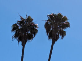 Utilities Limit Appropriate Tree Selection utilities