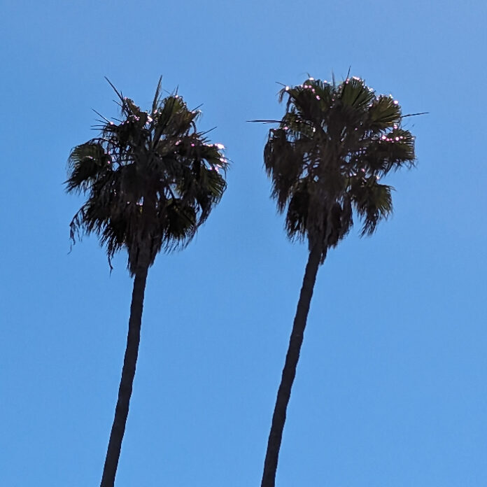 Utilities Limit Appropriate Tree Selection utilities