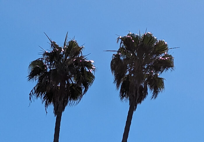 Utilities Limit Appropriate Tree Selection utilities