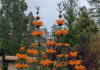 Aromatic Foliage Has Certain Advantages aromatic