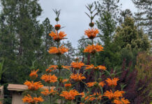 Aromatic Foliage Has Certain Advantages aromatic