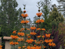 Aromatic Foliage Has Certain Advantages aromatic