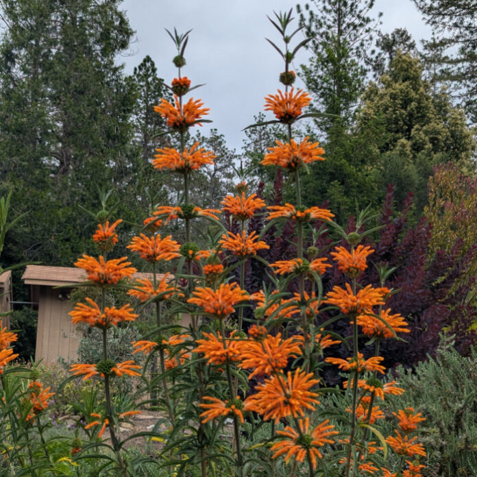 Aromatic Foliage Has Certain Advantages aromatic