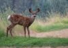Deer Spotted Swimming In SF Bay