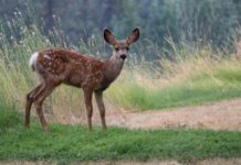 Deer Spotted Swimming In SF Bay