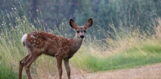 Deer Spotted Swimming In SF Bay