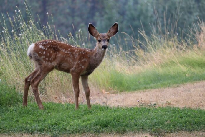 Deer Spotted Swimming In SF Bay