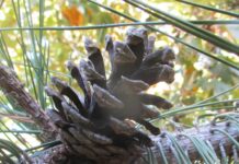 Arborists Are Horticulturists Of Trees arborists