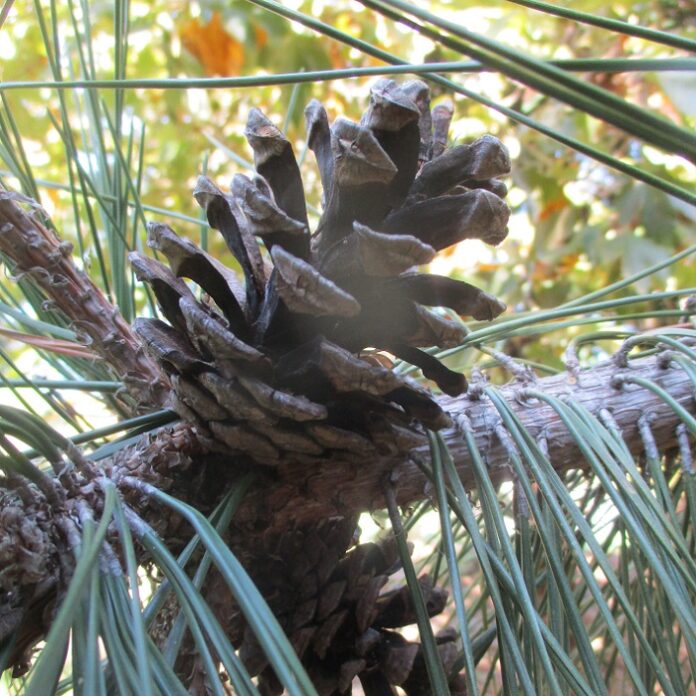 Arborists Are Horticulturists Of Trees arborists