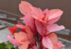 Perennials Should Have Staying Power perennials