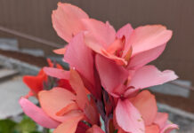 Perennials Should Have Staying Power perennials