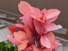 Perennials Should Have Staying Power perennials