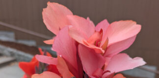 Perennials Should Have Staying Power perennials