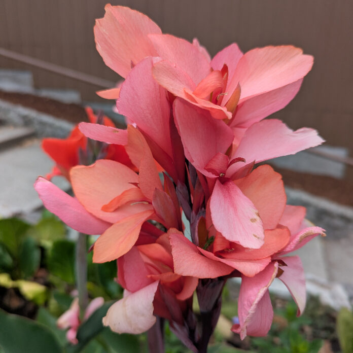 Perennials Should Have Staying Power perennials