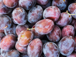 Wildlife Also Enjoys Summer Fruit wildlife