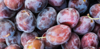 Wildlife Also Enjoys Summer Fruit wildlife