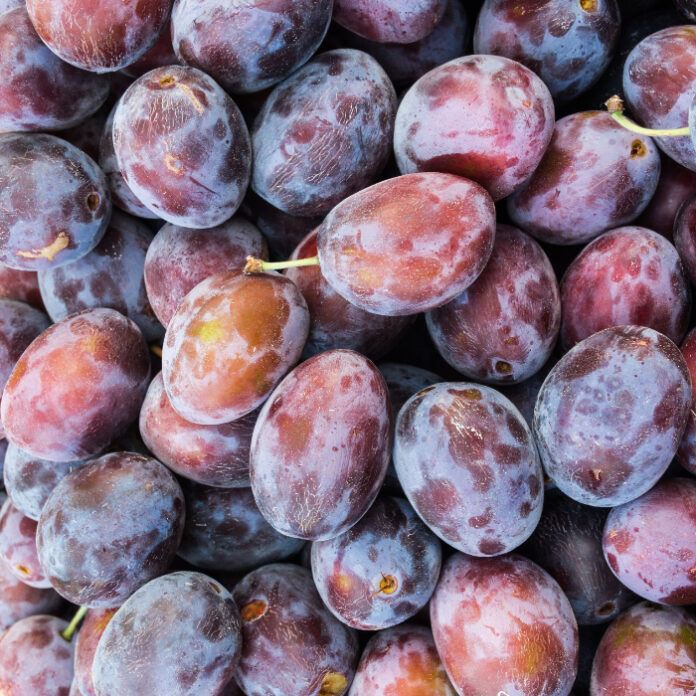 Wildlife Also Enjoys Summer Fruit wildlife