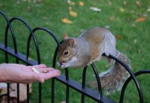 Santa Monica, “Please Don’t Feed The Squirrels”
