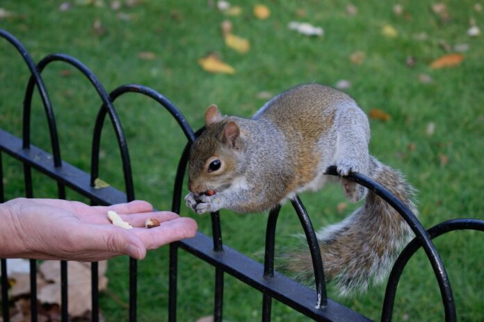 Santa Monica Asking Public Not To Feed Squirrels