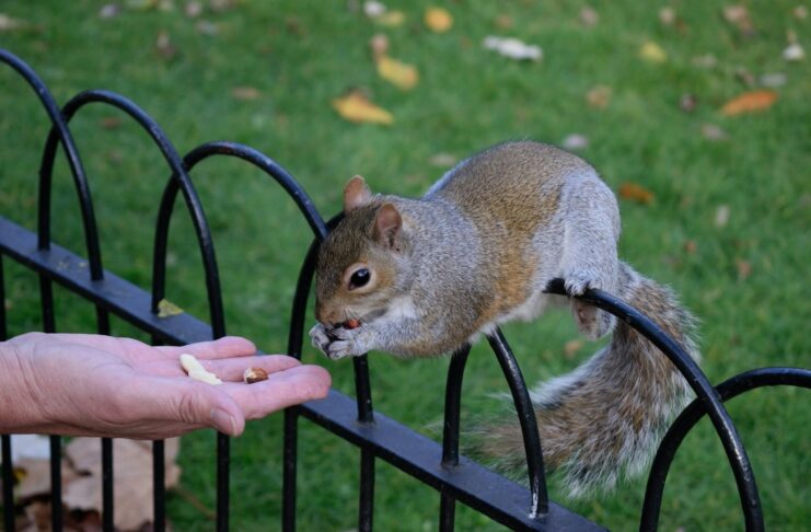 Santa Monica Asking Public Not To Feed Squirrels