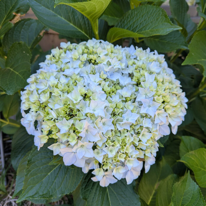 Sunlight Is Necessary For Photosynthesis sunlight