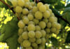 Fruit Trees Versus Shade Trees fruit trees