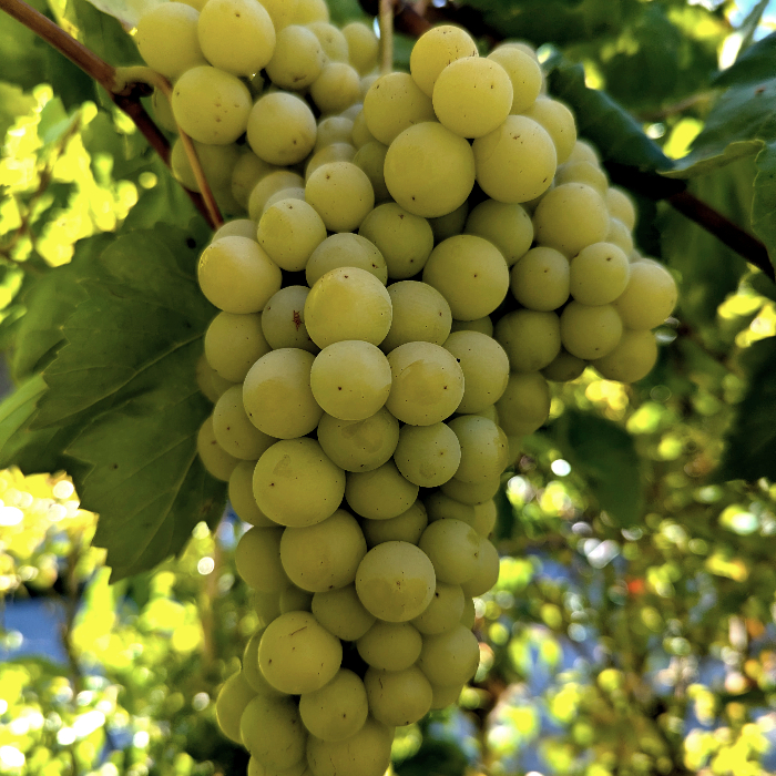 60805+ fruit trees