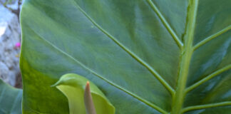 Potted Plants Within Home Gardens potted plants