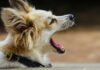 Millionaire Sues Decades-Old Dog Hotel Over Noise