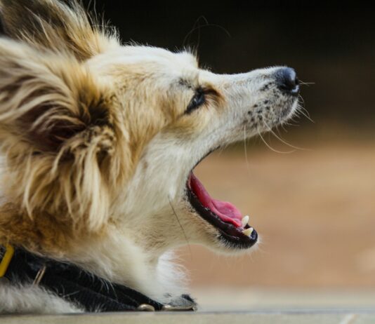 Millionaire Sues Decades-Old Dog Hotel Over Noise