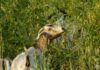 Goats Assist Local Fire Department With Brush Removal